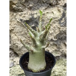 Baobab chacal (adenium arabicum) de 3 ans - AR43