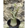 Baobab chacal (adenium arabicum) de 3 ans - AR43