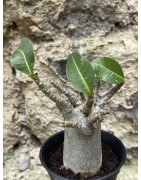 Baobab chacal (adenium arabicum) de 3 ans - AR42