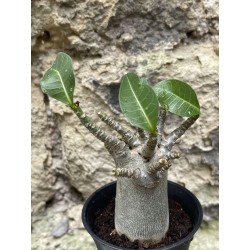 Baobab chacal (adenium arabicum) de 3 ans - AR42