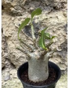 Baobab chacal (adenium arabicum) de 3 ans - AR42