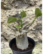 Baobab chacal (adenium arabicum) de 3 ans - AR42