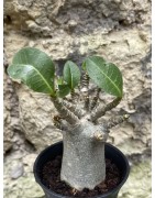 Baobab chacal (adenium arabicum) de 3 ans - AR42