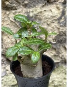 Baobab chacal (adenium arabicum) de 3 ans - AR41