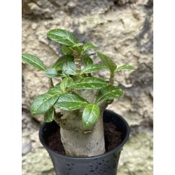 Baobab chacal (adenium arabicum) de 3 ans - AR41