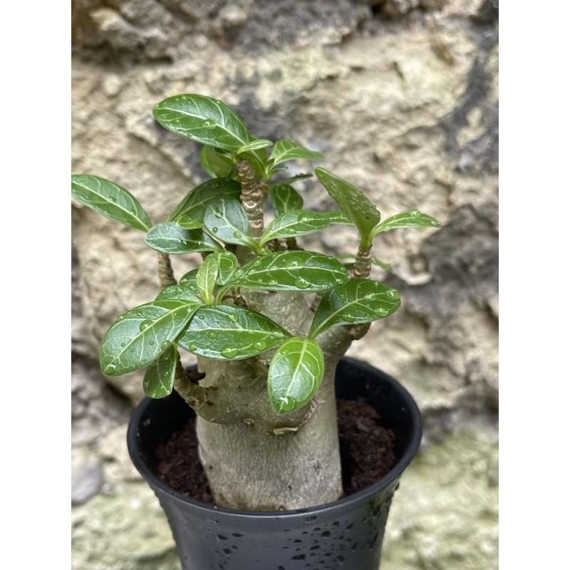 Baobab chacal (adenium arabicum) de 3 ans - AR41 Baobab chacal (adenium arabicum) de 3 ans - AR41