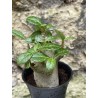 Baobab chacal (adenium arabicum) de 3 ans - AR41