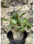 Baobab chacal (adenium arabicum) de 3 ans - AR41
