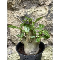 Baobab chacal (adenium arabicum) de 3 ans - AR41