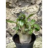 Baobab chacal (adenium arabicum) de 3 ans - AR41