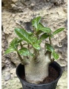 Baobab chacal (adenium arabicum) de 3 ans - AR41