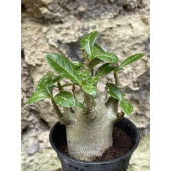 Baobab chacal (adenium arabicum) de 3 ans - AR41