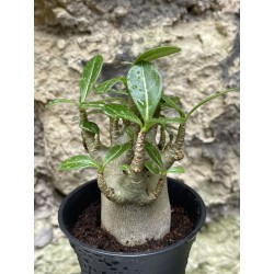 Baobab chacal (adenium arabicum) de 3 ans - AR41