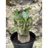 Baobab chacal (adenium arabicum) de 3 ans - AR41