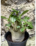 Baobab chacal (adenium arabicum) de 3 ans - AR41