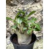 Baobab chacal (adenium arabicum) de 3 ans - AR41