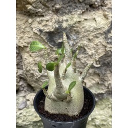 Baobab chacal (adenium arabicum) de 3 ans - AR40