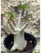 Baobab chacal (adenium arabicum) de 3 ans - AR39