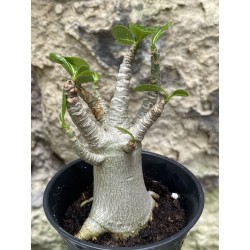 Baobab chacal (adenium arabicum) de 3 ans - AR39
