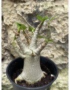 Baobab chacal (adenium arabicum) de 3 ans - AR39
