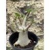 Baobab chacal (adenium arabicum) de 3 ans - AR39