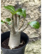 Baobab chacal (adenium arabicum) de 3 ans - AR39