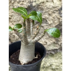 Baobab chacal (adenium arabicum) de 3 ans - AR39