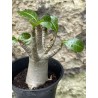 Baobab chacal (adenium arabicum) de 3 ans - AR39