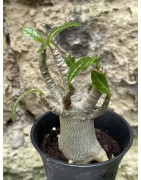 Baobab chacal (adenium arabicum) de 3 ans - AR39