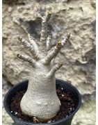 Baobab chacal (adenium arabicum) de 3 ans - AR38