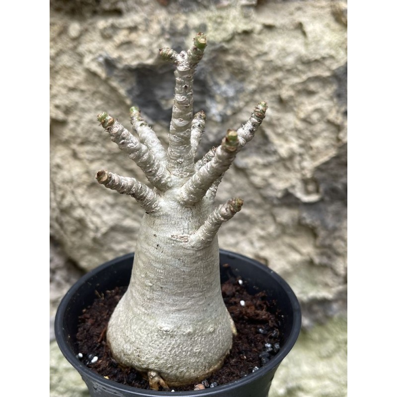 Baobab chacal (adenium arabicum) de 3 ans - AR38 Baobab chacal (adenium arabicum) de 3 ans - AR38