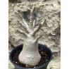 Baobab chacal (adenium arabicum) de 3 ans - AR38
