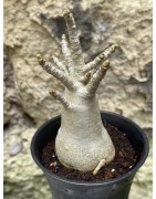 Baobab chacal (adenium arabicum) de 3 ans - AR38