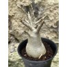Baobab chacal (adenium arabicum) de 3 ans - AR38
