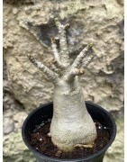 Baobab chacal (adenium arabicum) de 3 ans - AR38