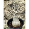 Baobab chacal (adenium arabicum) de 3 ans - AR38