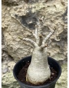 Baobab chacal (adenium arabicum) de 3 ans - AR38