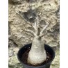 Baobab chacal (adenium arabicum) de 3 ans - AR38