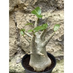 Baobab chacal (adenium arabicum) de 3 ans - AR37