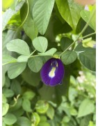 10 graines de Clitoria ternatea du Pérou (Amazonie)
