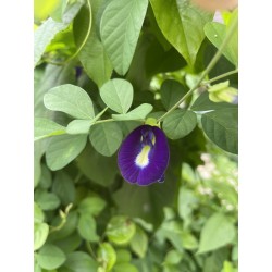 10 graines de Clitoria ternatea du Pérou (Amazonie)