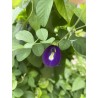 10 graines de Clitoria ternatea du Pérou (Amazonie)