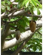 250 ml d'huile de baobab - Sénégal