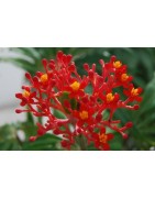 Jatropha podigraca