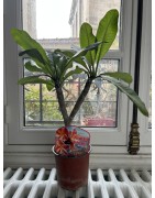 RARE : 1 plant de 2 têtes de Frangipanier rose (variété Dulcemia)