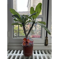 RARE : 1 plant de 2 têtes de Frangipanier rose (variété Dulcemia)