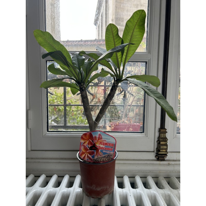 RARE : 1 plant de 2 têtes de Frangipanier rose (variété Dulcemia)