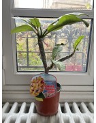 RARE : 1 plant de 2 têtes de Frangipanier jaune (variété California sunset)