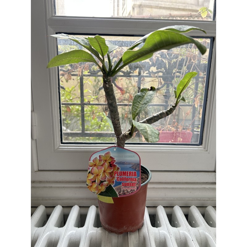 RARE : 1 plant de 2 têtes de Frangipanier jaune (variété California sunset)