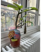 RARE : 1 plant de 2 têtes de Frangipanier jaune (variété California sunset)